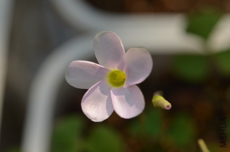 Oxalis puppy love 01 20120919 003.JPG