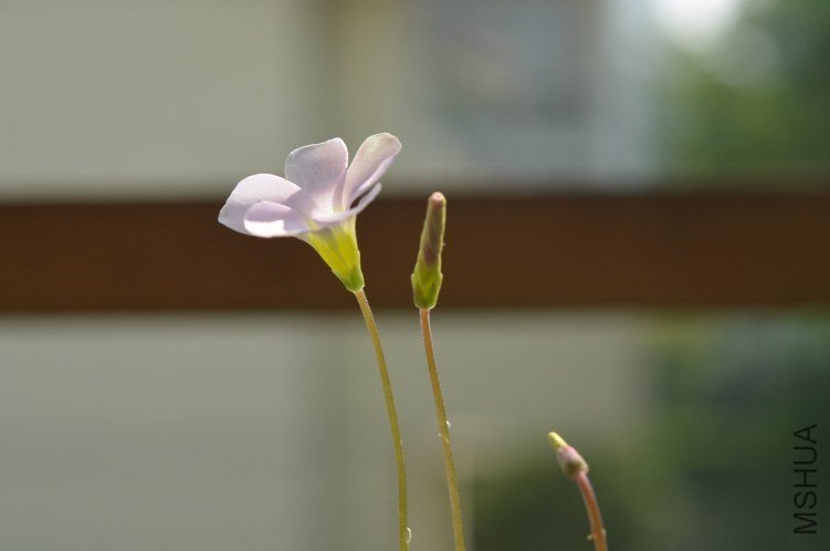 Oxalis puppy love 01 20120919 004.JPG