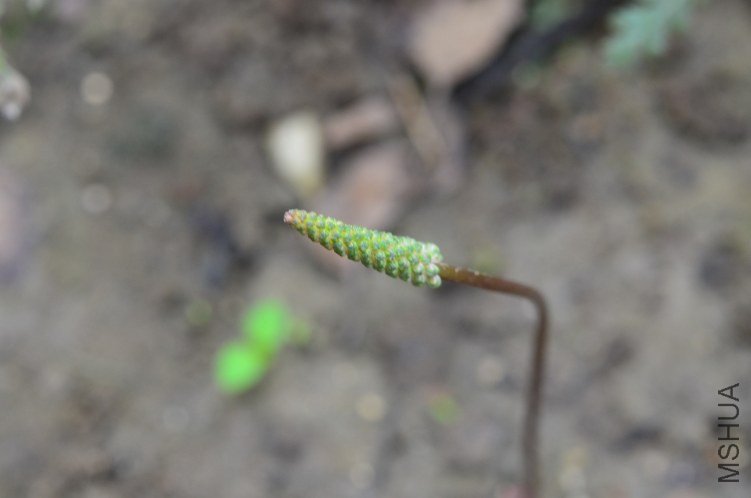 DSC_0039.JPG