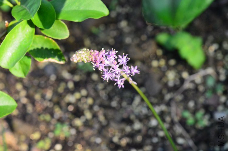DSC_0040.JPG