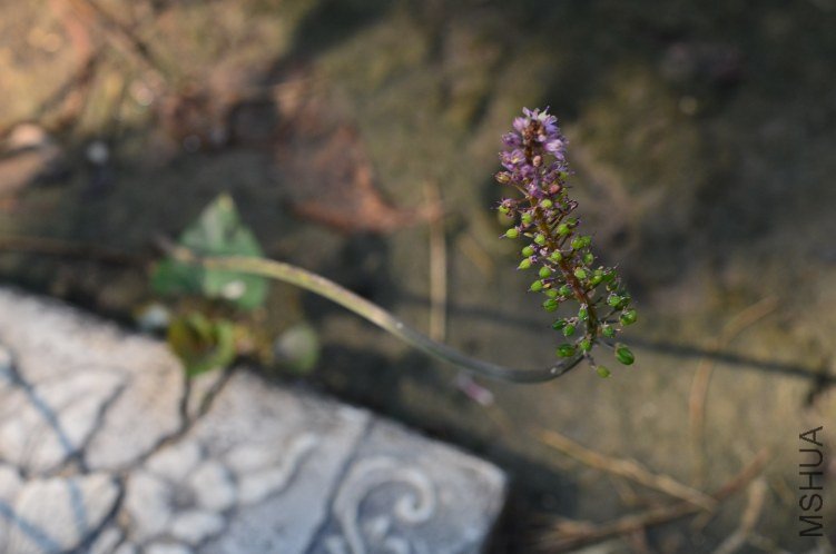 DSC_0044.JPG