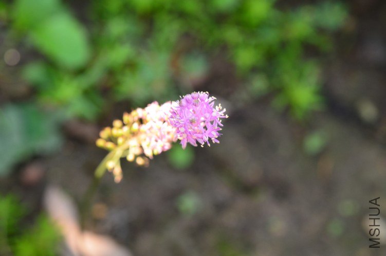DSC_0046.JPG