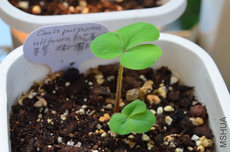Oxalis purpurea ulifoura 20120919 001.JPG