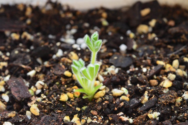 ������С Oxalis purpurea Ken Alset 20120919 001.JPG