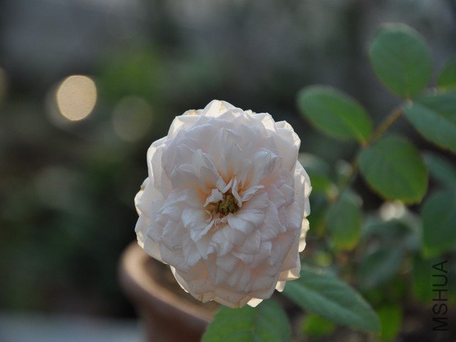 DSC_2346(����).jpg