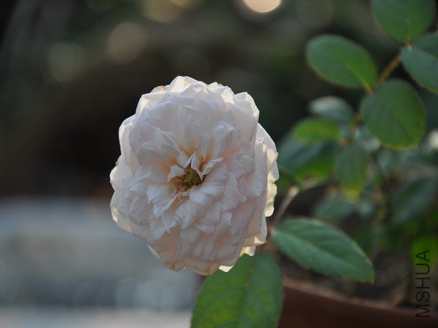 DSC_2344��������.jpg