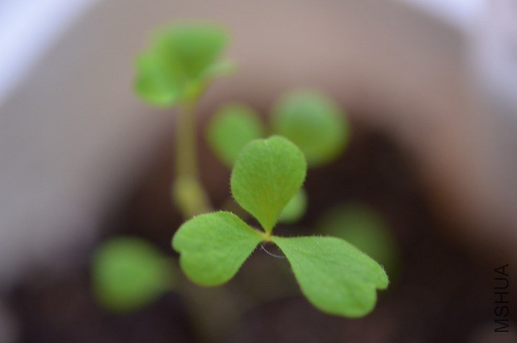 Oxalis zeekoevleyensis������20120826 002.JPG