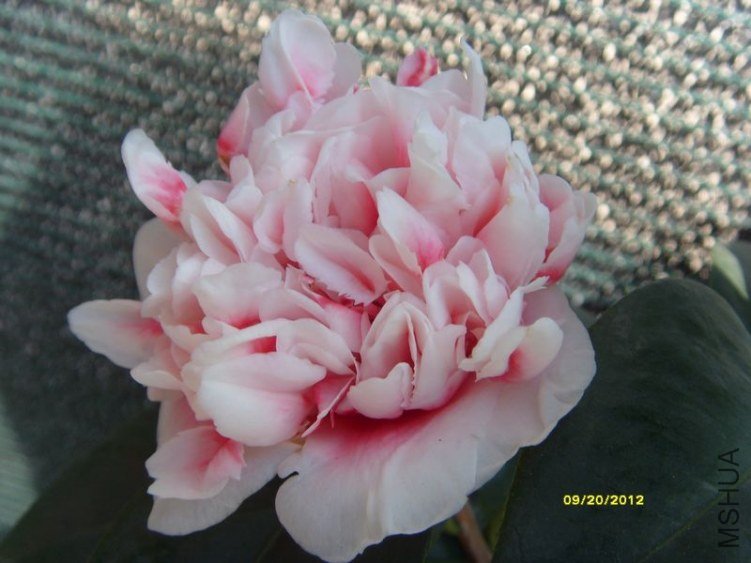 S73R2622-1.jpg
