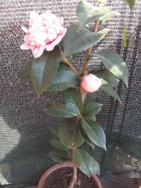S73R2625-3.jpg