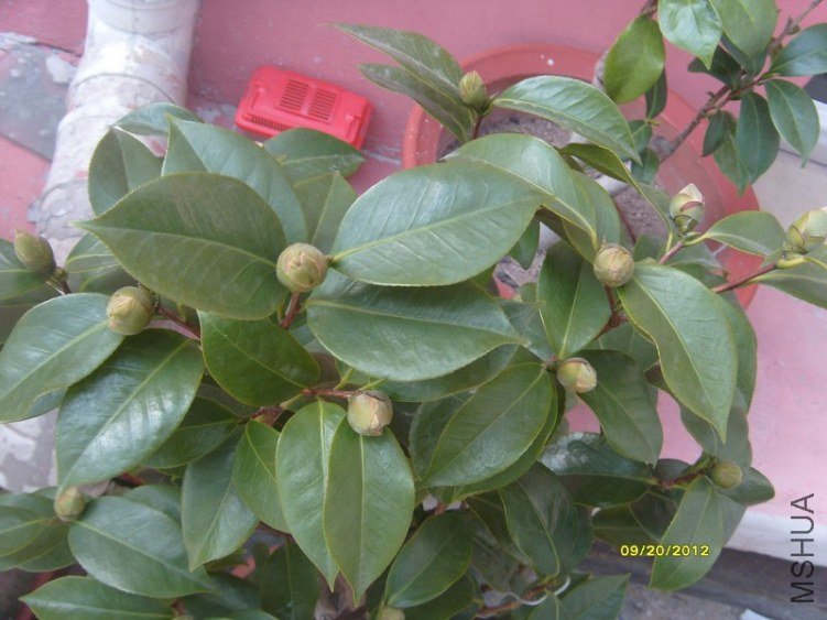 S73R2631-4.jpg