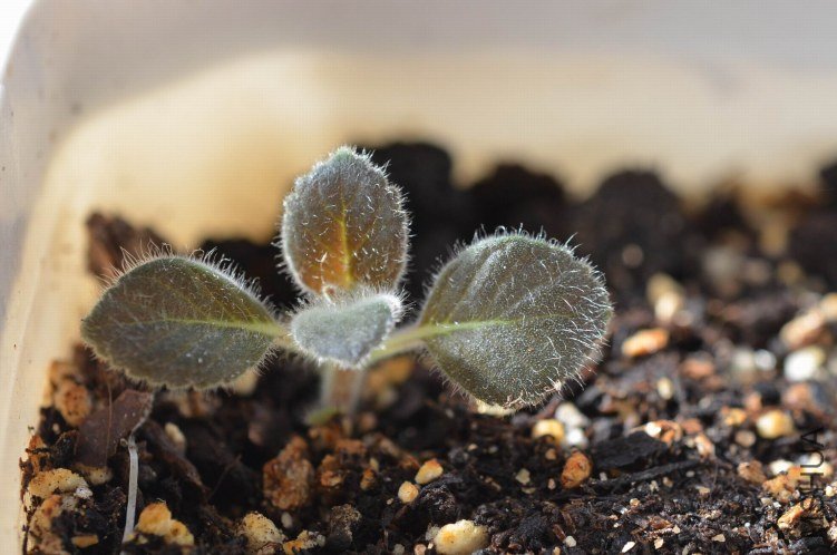 ������С lillia garben 20120917 001.JPG