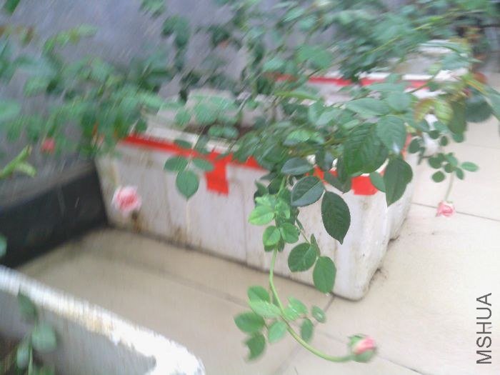IMG_20120920_091808.jpg