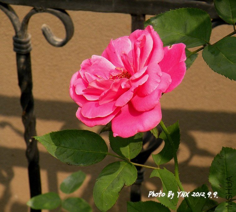 2012.9.9 020_conew1.jpg