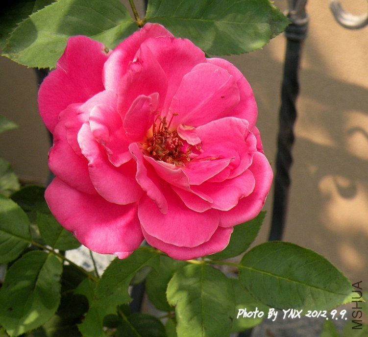 2012.9.9 021_conew1.jpg