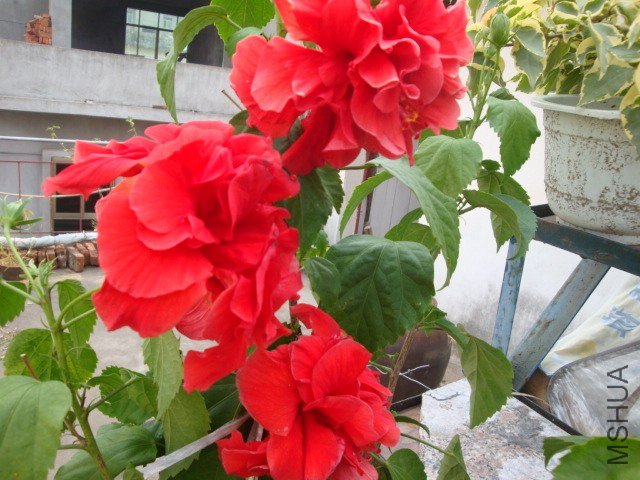 DSC04319.JPG