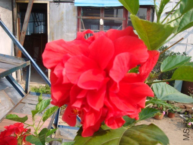 DSC04313.JPG