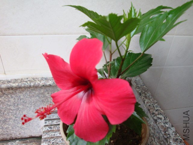 DSC04286.JPG
