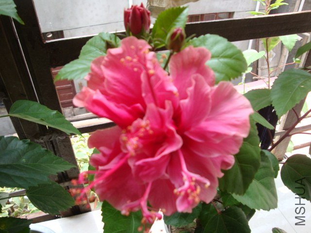 DSC04242.JPG