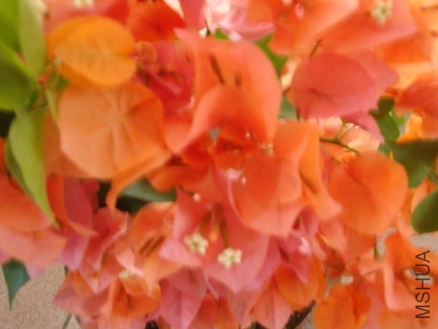 DSC04261.JPG