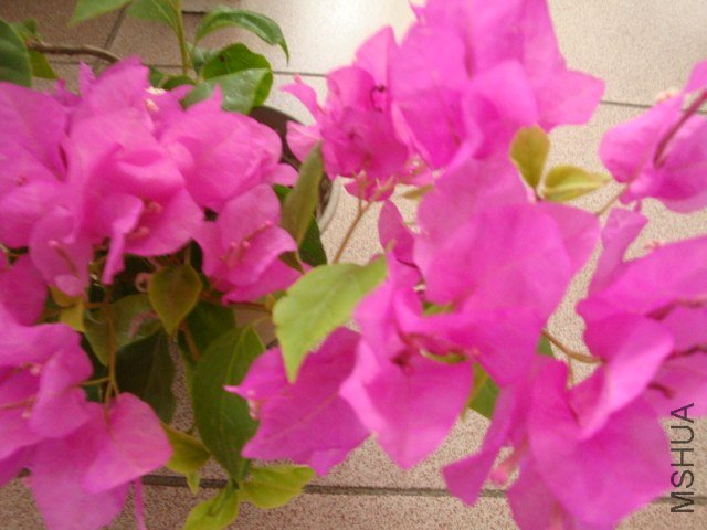 DSC04262.JPG