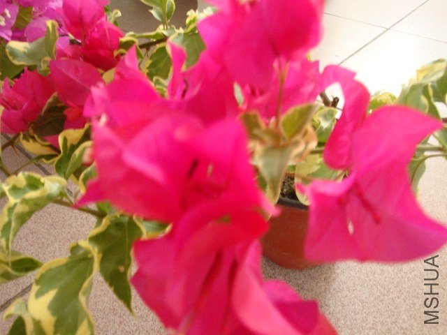 DSC04263.JPG