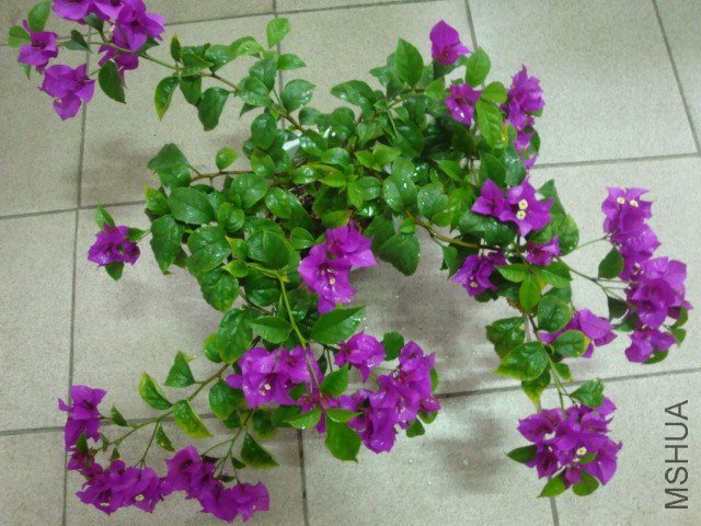 DSC04326.JPG