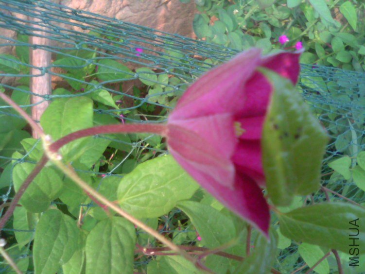 ��������