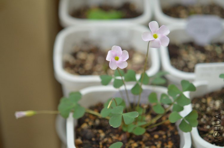 Oxalis puppy love 01 20120921 004.JPG
