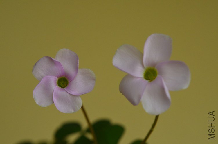 Oxalis puppy love 01 20120921 003.JPG