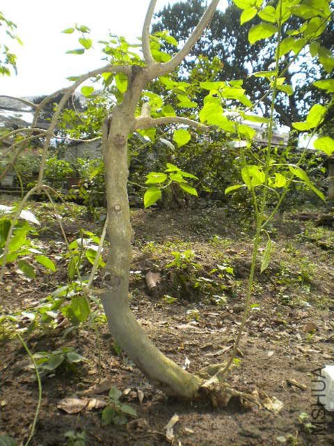 DSCN4273.JPG