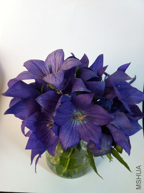 �۹����������ֵ�