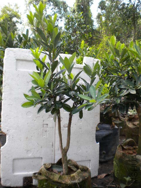 DSCN4213.JPG