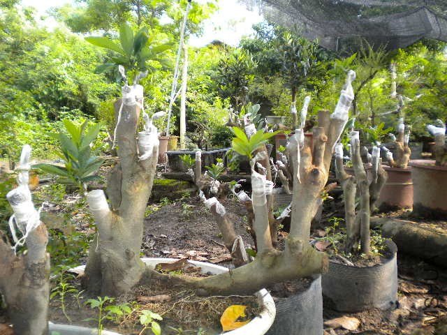DSCN4279.JPG