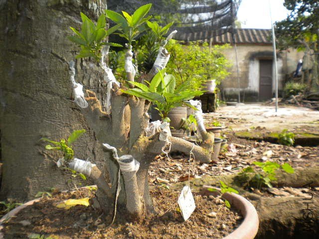 DSCN4283.JPG