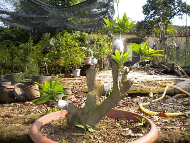 DSCN4287.JPG