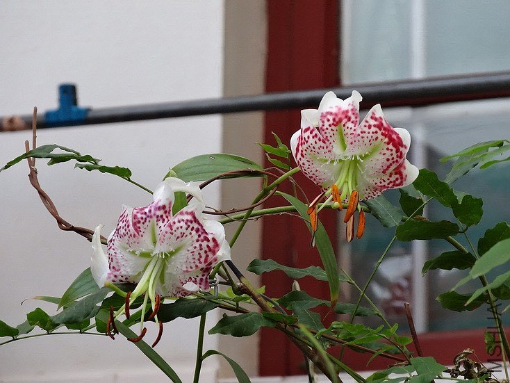 ������С DSC00703.JPG
