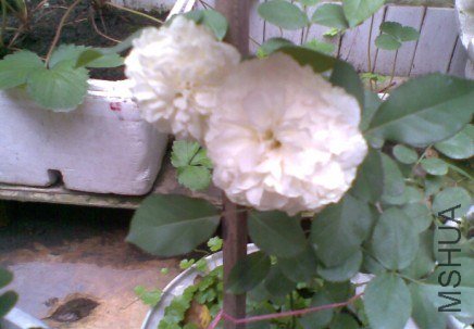 DY4IWMS}5(YQY$_MV@55025.jpg