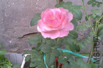 G7U6K9NLX4OSGH@HOF(BQC5.jpg