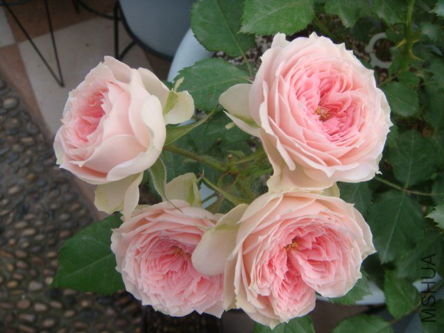 DSC04521.JPG
