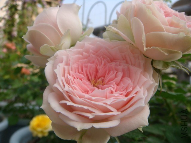 DSC04522.JPG
