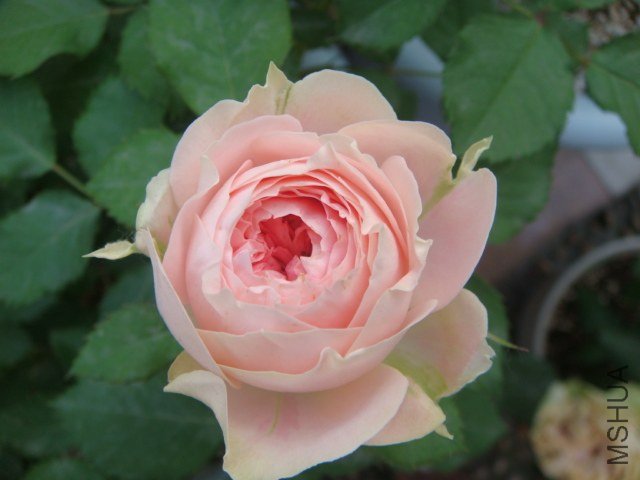 DSC04042.JPG