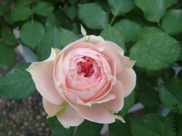 DSC04048.JPG