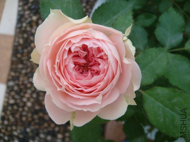 DSC04076.JPG