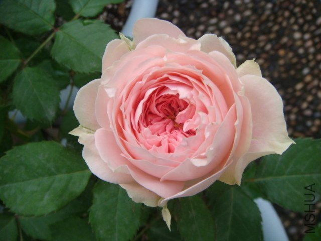 DSC04078.JPG