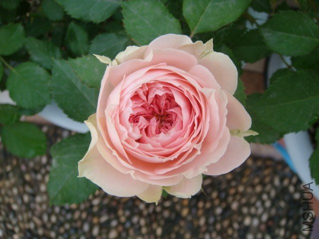 DSC04079.JPG