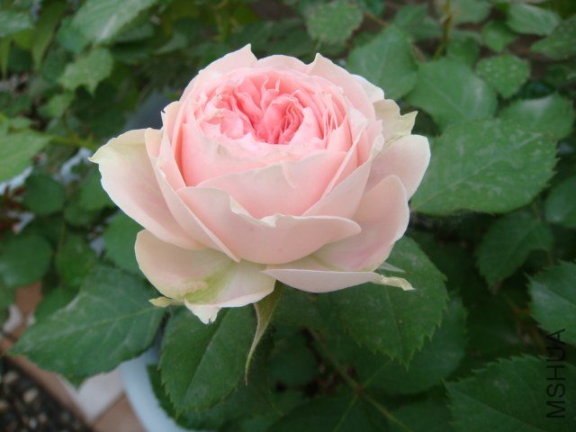 DSC04081.JPG