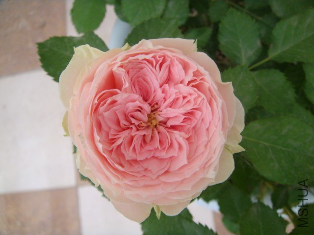 DSC04103.JPG