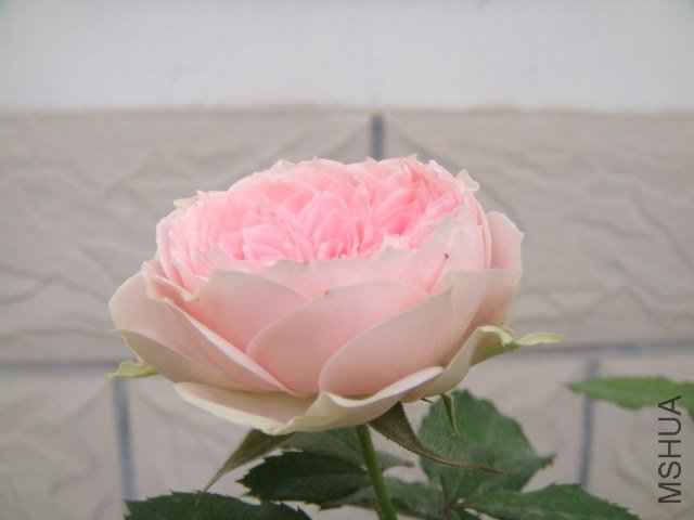 DSC04104.JPG