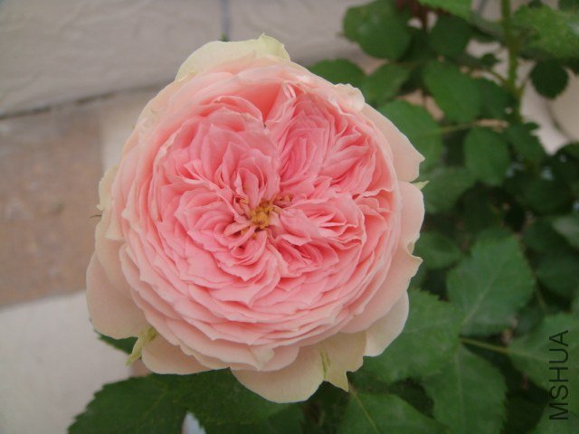 DSC04106.JPG