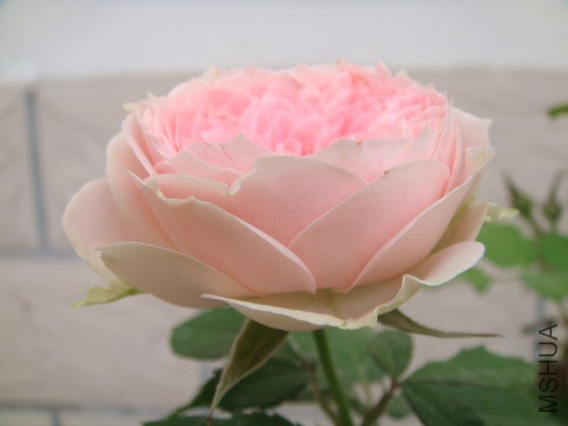 DSC04107.JPG